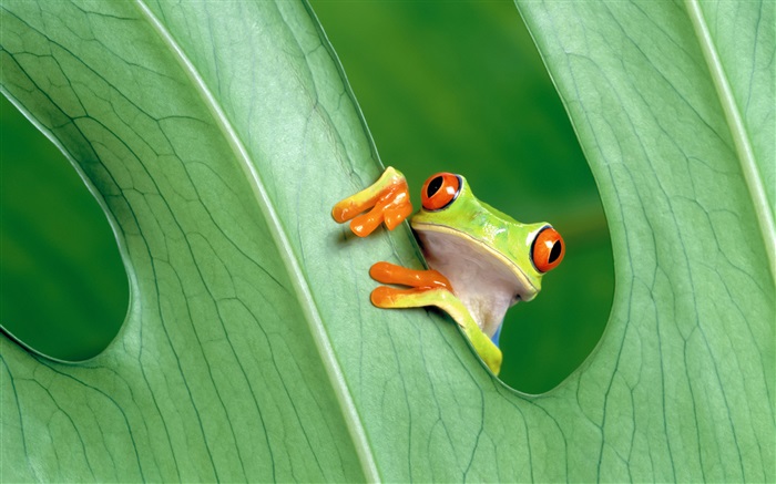 Frog, leaf Wallpapers Pictures Photos Images