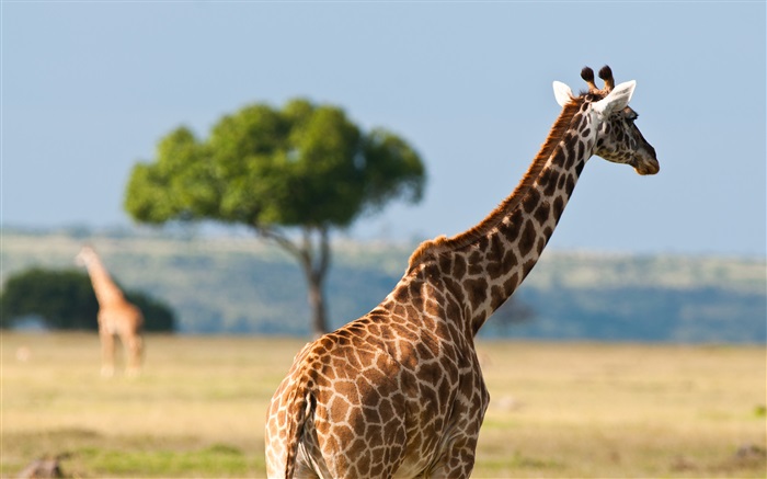 Giraffes, Africa wildlife Wallpapers Pictures Photos Images