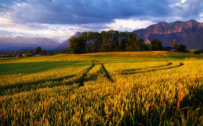 Golden wheat fields, trees, Alps Wallpapers Pictures Photos Images