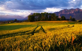 Golden wheat fields, trees, Alps HD wallpaper