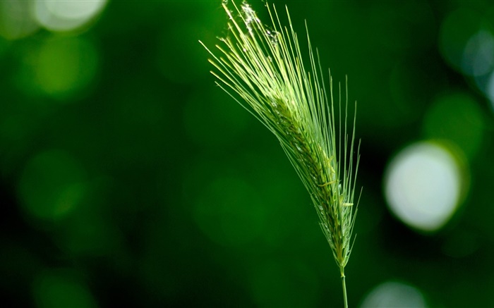 Grass close-up, green foxtail Wallpapers Pictures Photos Images