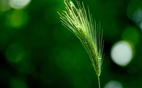 Grass close-up, green foxtail HD wallpaper