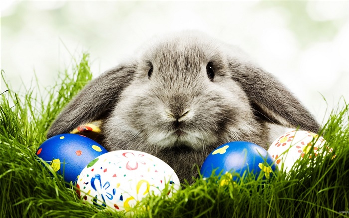 Gray rabbit and eggs Wallpapers Pictures Photos Images