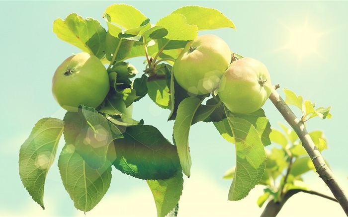 Green apple tree Wallpapers Pictures Photos Images