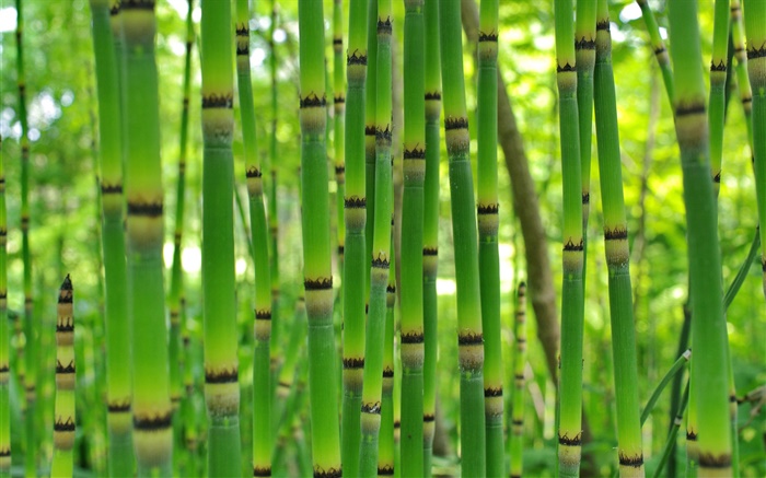 Green bamboo, spring Wallpapers Pictures Photos Images