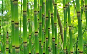 Green bamboo, spring HD wallpaper