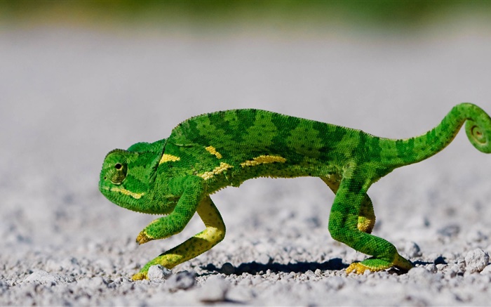 Green chameleon on the road Wallpapers Pictures Photos Images