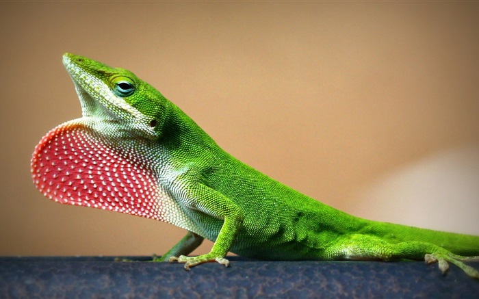 Green lizard close-up Wallpapers Pictures Photos Images