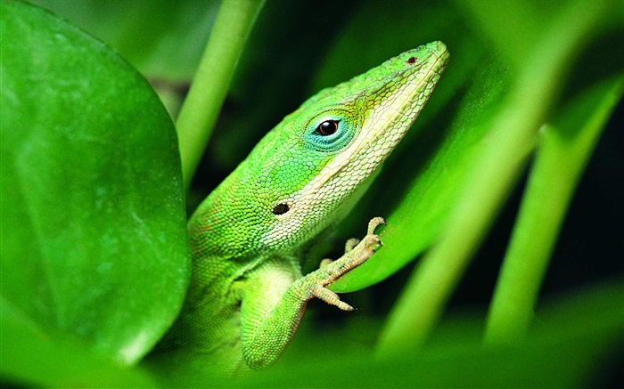 Green lizard Wallpapers Pictures Photos Images