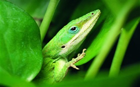 Green lizard HD wallpaper