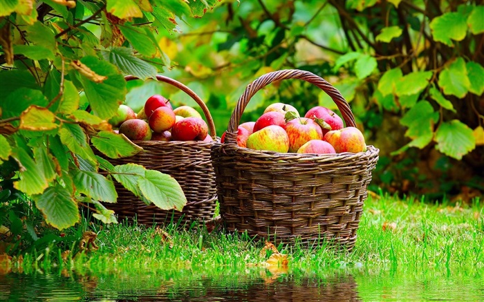 Harvest apples Wallpapers Pictures Photos Images