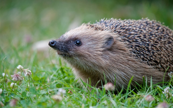 Hedgehog in grass Wallpapers Pictures Photos Images