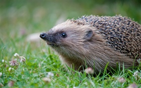 Hedgehog in grass HD wallpaper