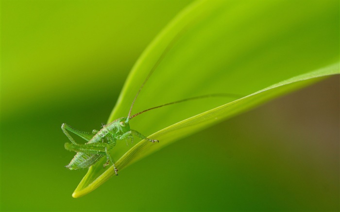 Insect close-up, green grasshopper Wallpapers Pictures Photos Images