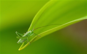 Insect close-up, green grasshopper HD wallpaper