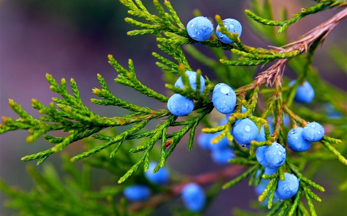 Juniper, blue berries, water drops Wallpapers Pictures Photos Images
