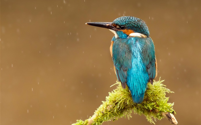 Kingfisher, rain, tree branch Wallpapers Pictures Photos Images