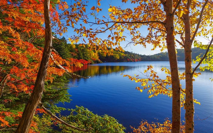 Lake, trees, forest, blue sky, autumn Wallpapers Pictures Photos Images