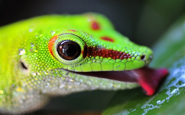 Lizard head close-up Wallpapers Pictures Photos Images