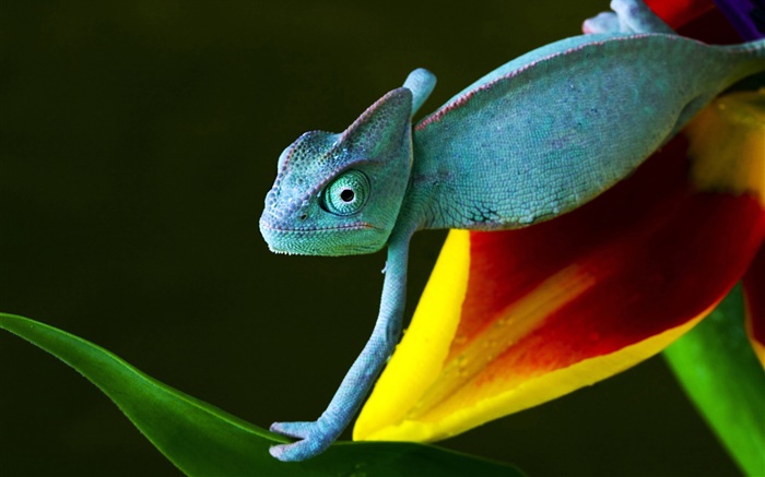 Lizard on flower Wallpapers Pictures Photos Images