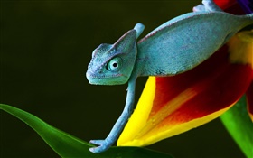 Lizard on flower HD wallpaper