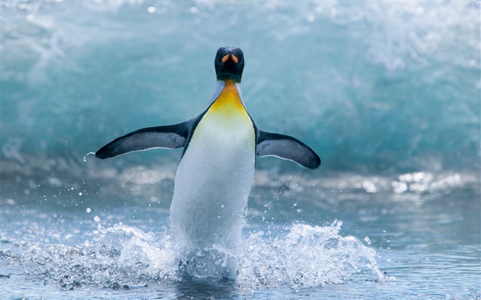 Lonely Antarctic penguin Wallpapers Pictures Photos Images