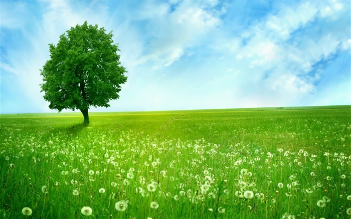 Lonely tree, spring, prairie Wallpapers Pictures Photos Images