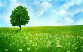 Lonely tree, spring, prairie HD wallpaper