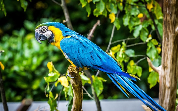 Lovely blue feather parrot Wallpapers Pictures Photos Images