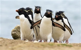 Many penguins HD wallpaper