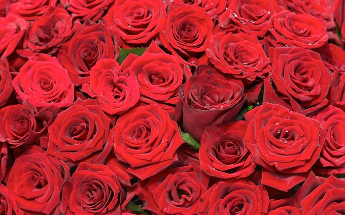 Many red rose flowers Wallpapers Pictures Photos Images