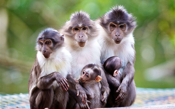 Monkey family, mother, baby Wallpapers Pictures Photos Images