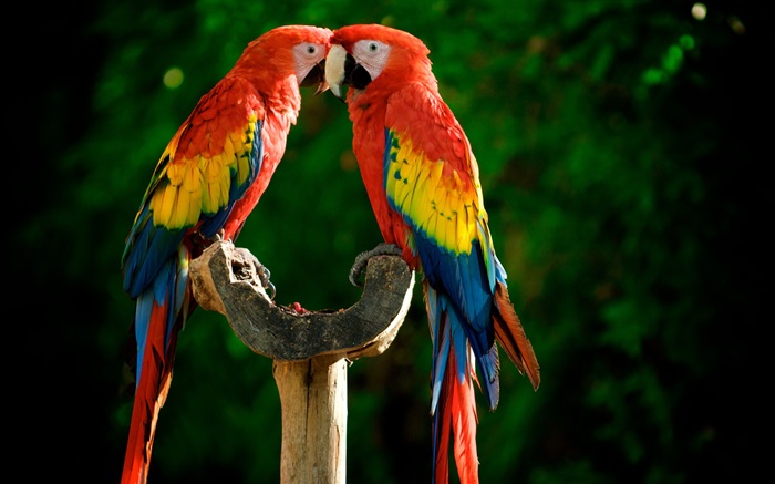 One pair of parrots Wallpapers Pictures Photos Images