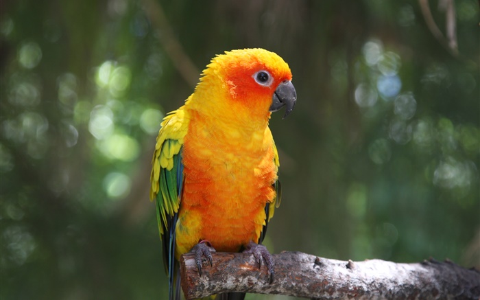 Orange feather parrot Wallpapers Pictures Photos Images