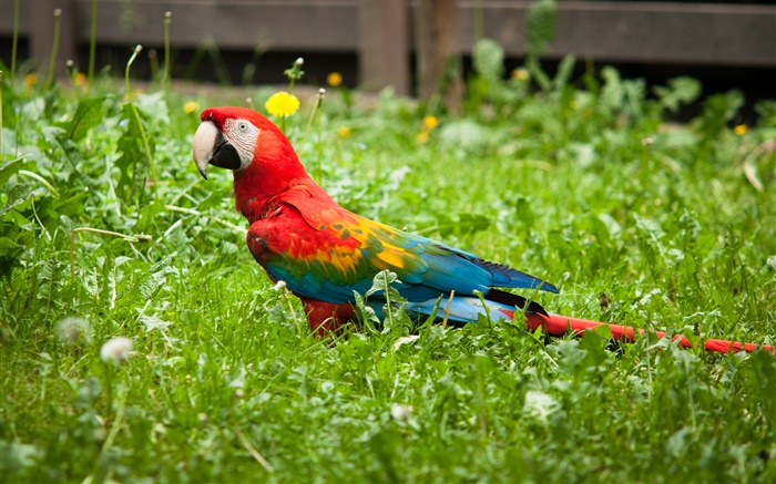 Parrot in the grass Wallpapers Pictures Photos Images