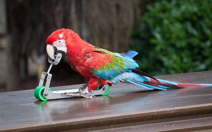Parrot play skateboarding Wallpapers Pictures Photos Images