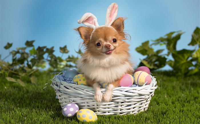 Pet dog, basket, eggs Wallpapers Pictures Photos Images