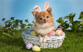 Pet dog, basket, eggs HD wallpaper