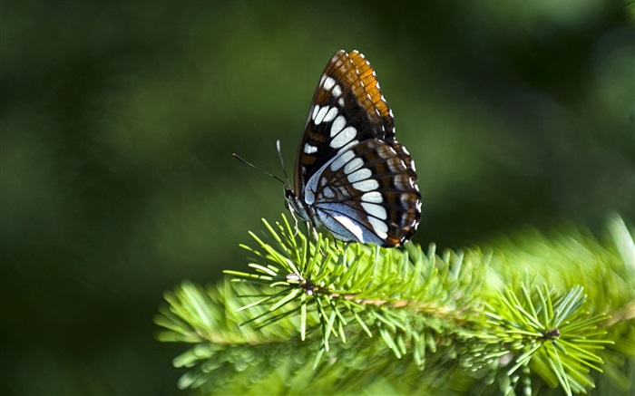 Pine twigs, butterfly Wallpapers Pictures Photos Images