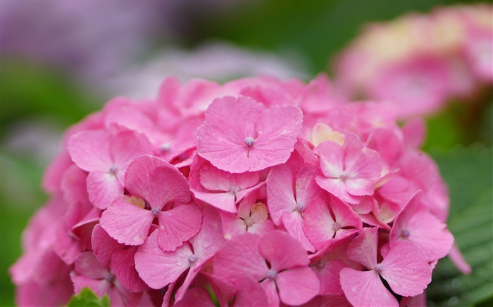 Pink hydrangea flowers Wallpapers Pictures Photos Images