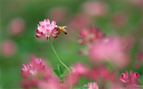 Pink little flowers, bee HD wallpaper