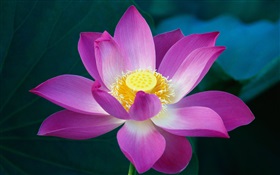 Pink lotus flower close-up HD wallpaper