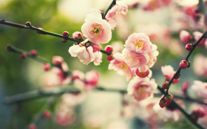 Pink plum flowers, bokeh Wallpapers Pictures Photos Images