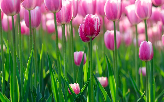 Pink tulip flowers, dawn Wallpapers Pictures Photos Images