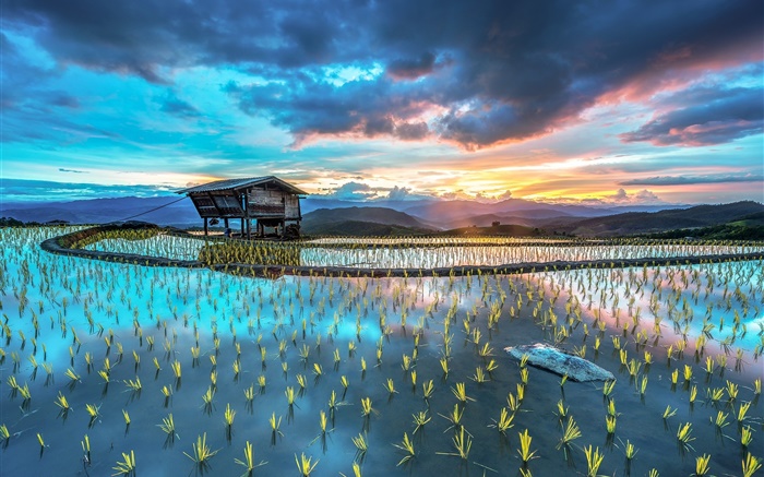 Plantation, rice, hut, beautiful Asian landscape Wallpapers Pictures Photos Images