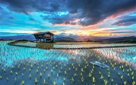 Plantation, rice, hut, beautiful Asian landscape HD wallpaper