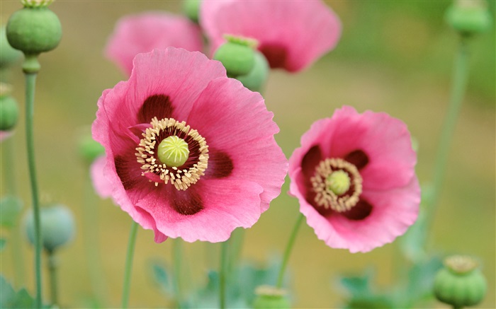 Poppies flowers macro photography Wallpapers Pictures Photos Images