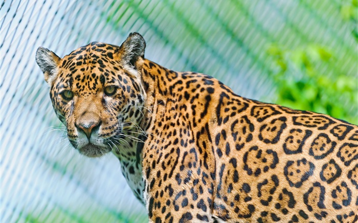 Predators, jaguar, look Wallpapers Pictures Photos Images