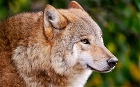 Predators, wolf HD wallpaper