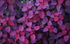 Purple leaves, plants